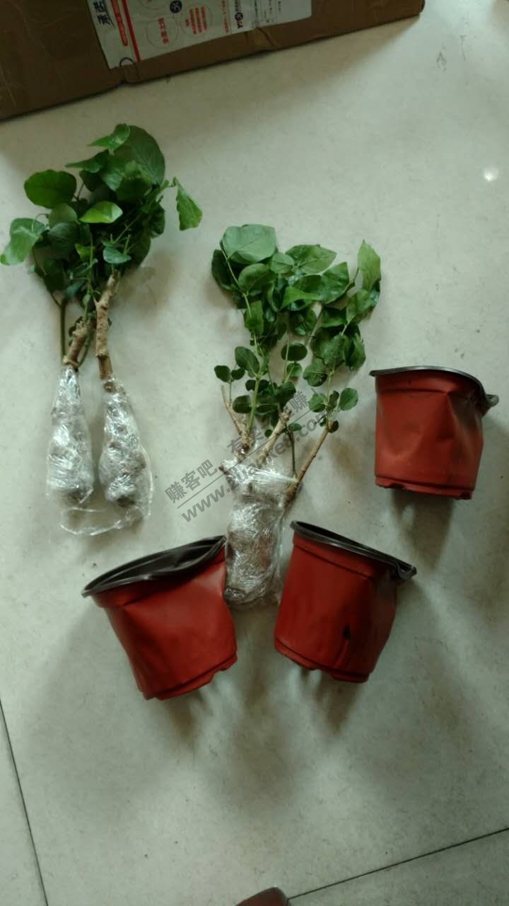 京东茉莉花果断申请交易纠纷 - 赚客大家谈 - 赚