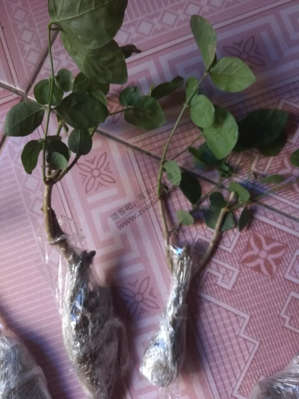 京东茉莉花果断申请交易纠纷 - 赚客大家谈 - 赚