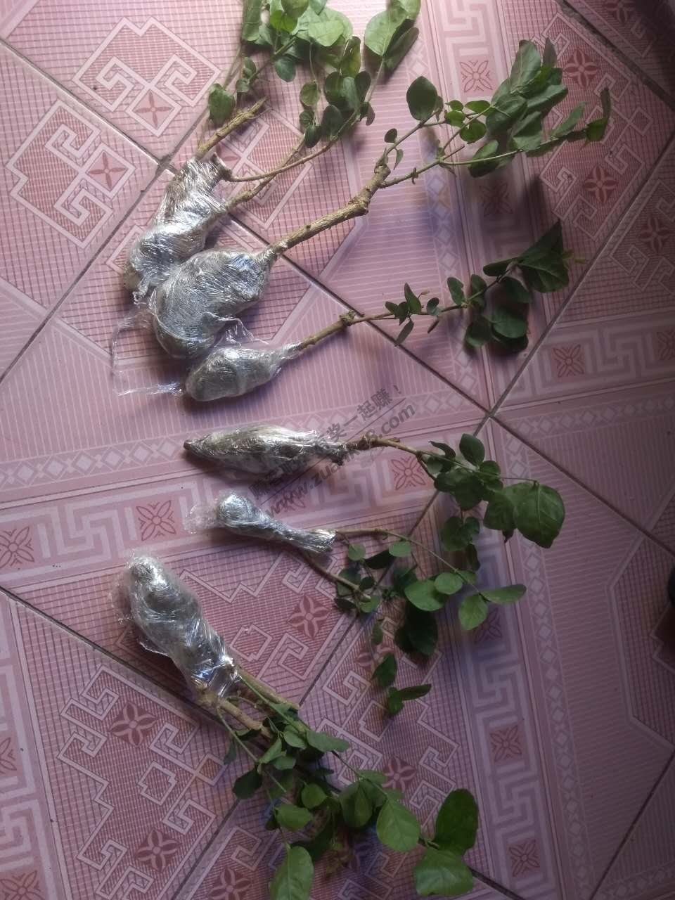 京东茉莉花果断申请交易纠纷 - 赚客大家谈 - 赚