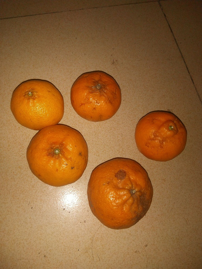 京东买了10斤烂橘子