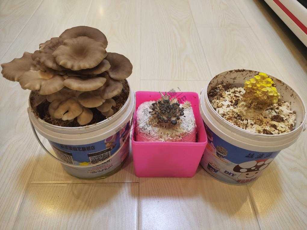 1.9的蘑菇成长记 三-惠小助(52huixz.com)