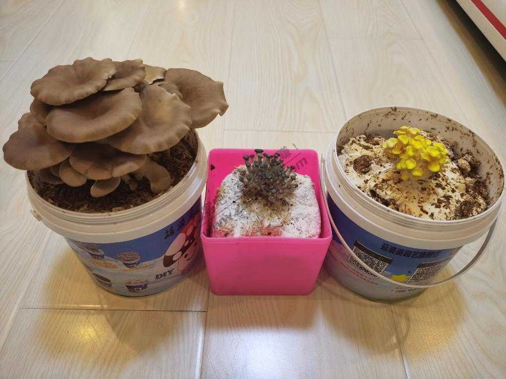 1.9的蘑菇成长记 三-惠小助(52huixz.com)