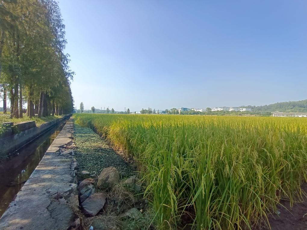 林间小路-两边是金灿灿的稻田-图示珠海斗门新村